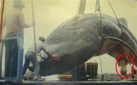 zizi baleine bleue|Baleine bleue — Wikipédia